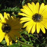 Arctotheca calundula